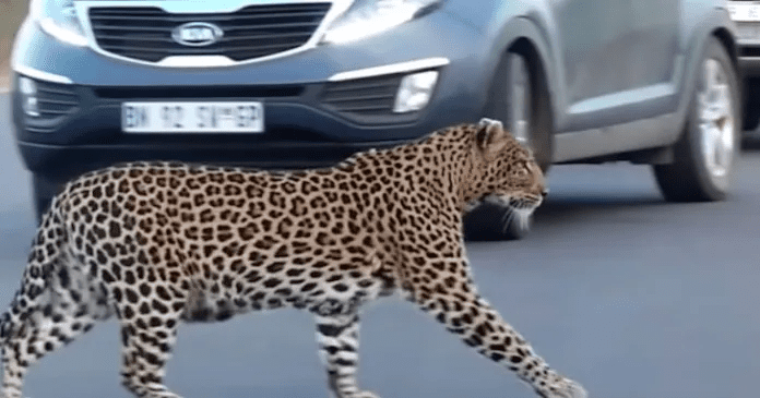 mother leopard with her cubs