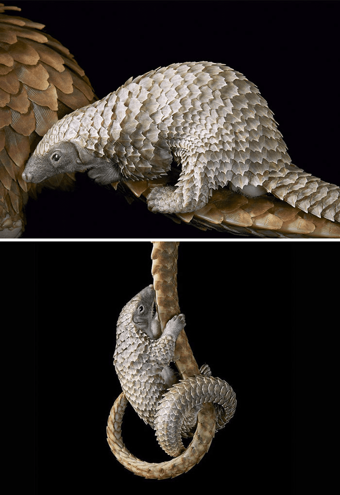 White Bellied Pangolin