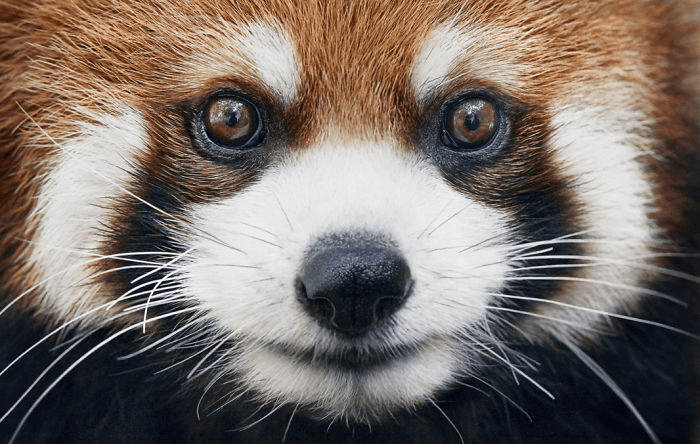 Red Panda