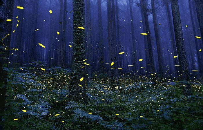 Fireflies