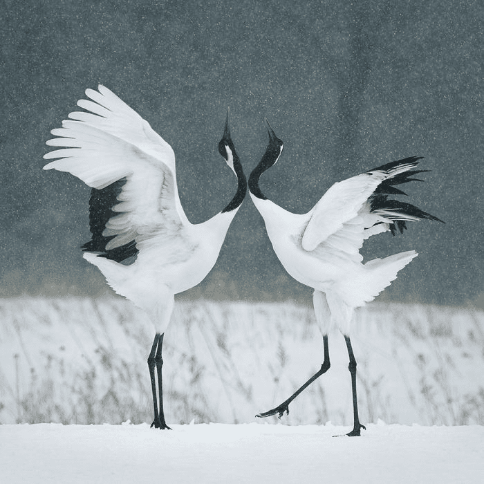  Red Crown Crane