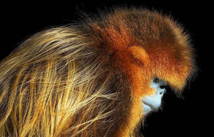 Golden Snub Nosed Monkey