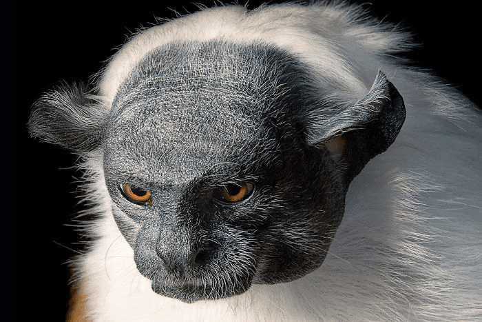 Pied Tamarin