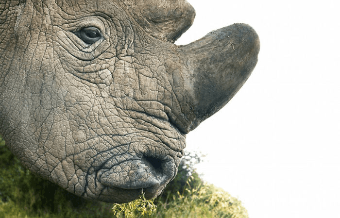  Northern White Rhinoceros