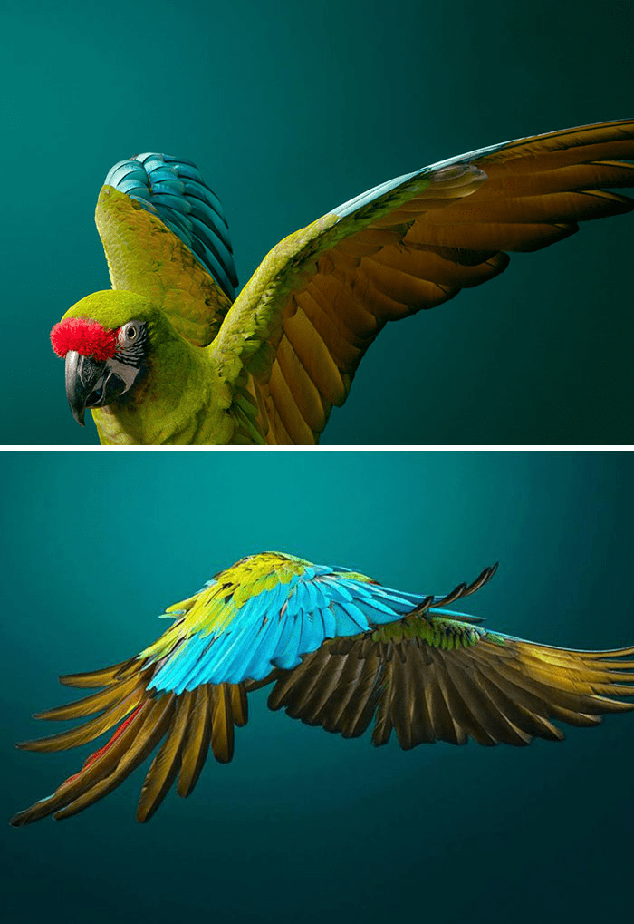 Military Macaw