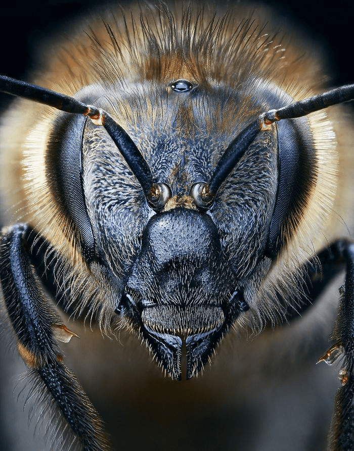 European Honey Bee