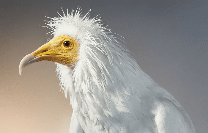 Egyptian Vulture