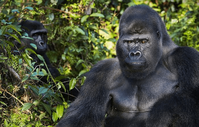  Western Lowland Gorillas