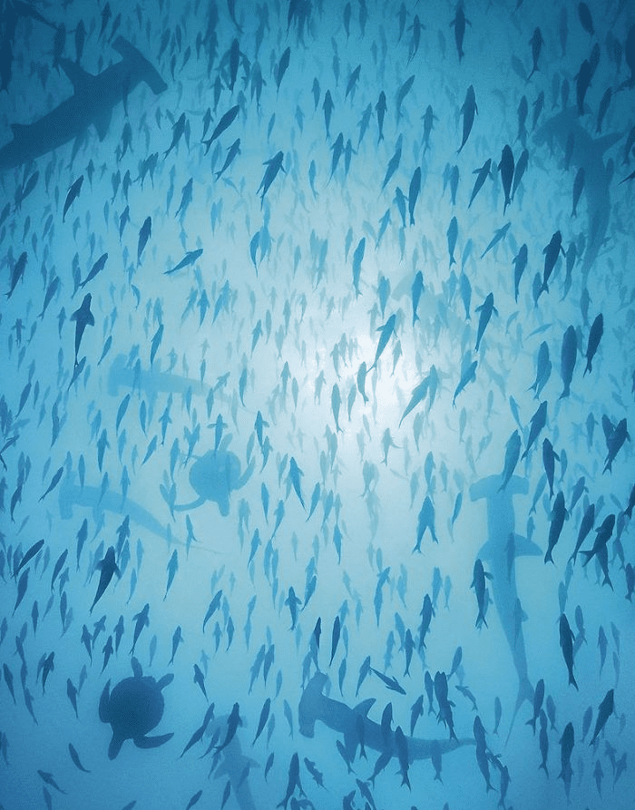 Scallope Hammerhead Aggregation