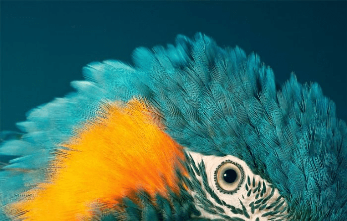 Blue Throated Macaw