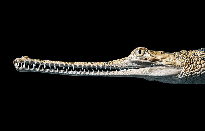  Indian Gharial