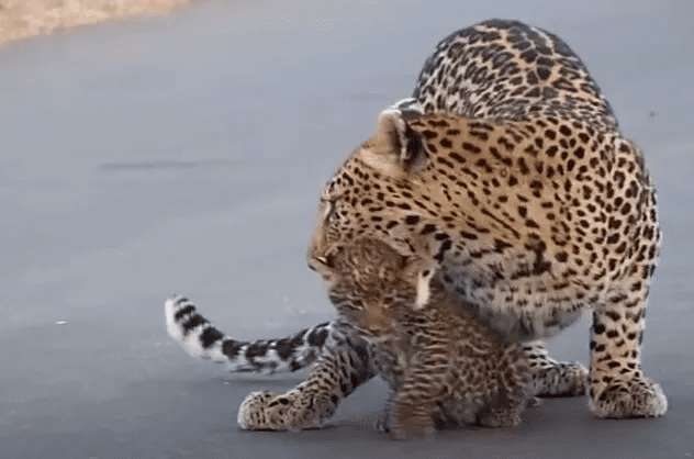 mother leopard with her cubs