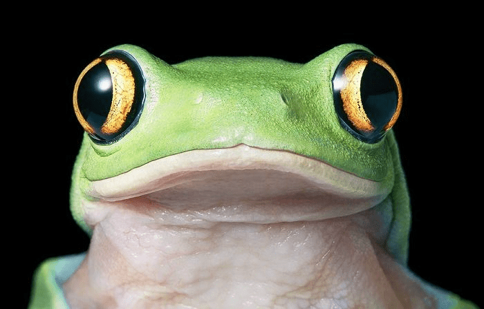 Yellow-Eyed Tree Frog