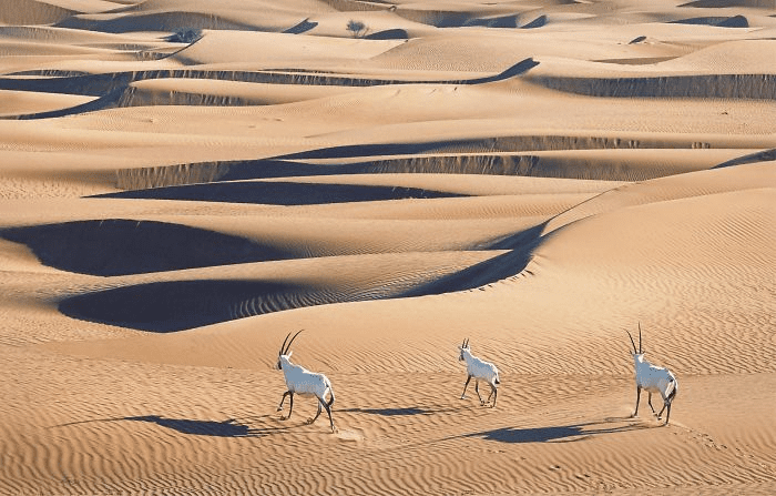 Arabian Oryx