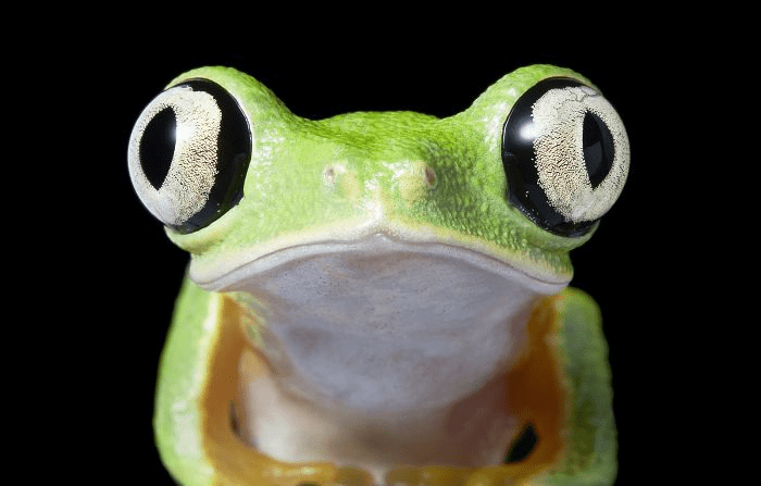 Lemur Leaf Frog