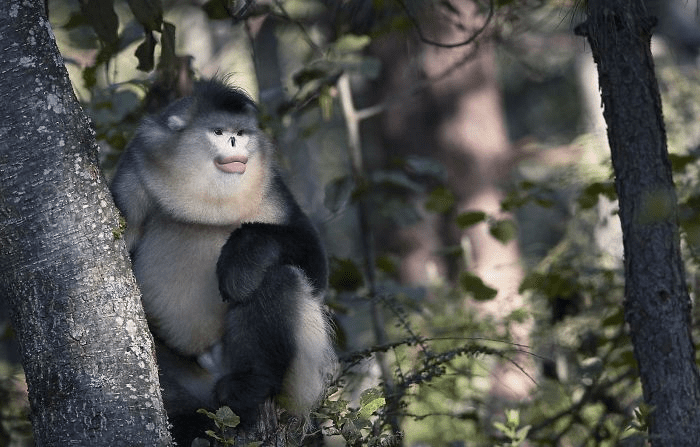 Yunan Snub Nosed Monkey