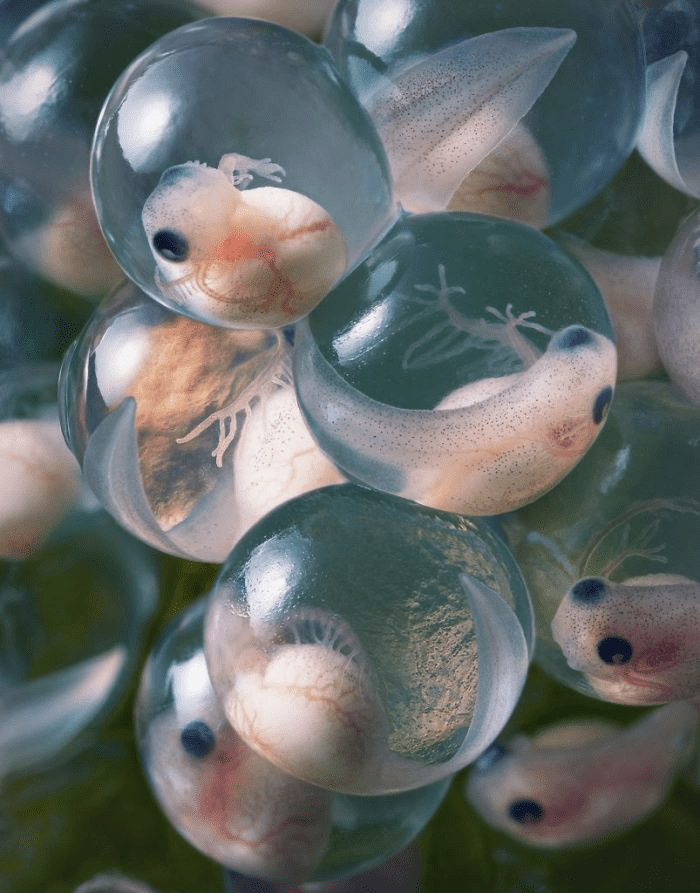 Yellow Eyed Tree Frog Eggs