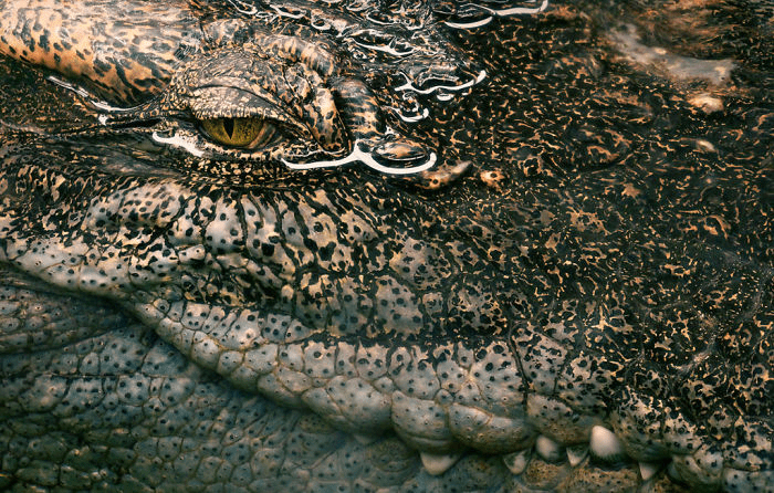 Siamese Crocodile