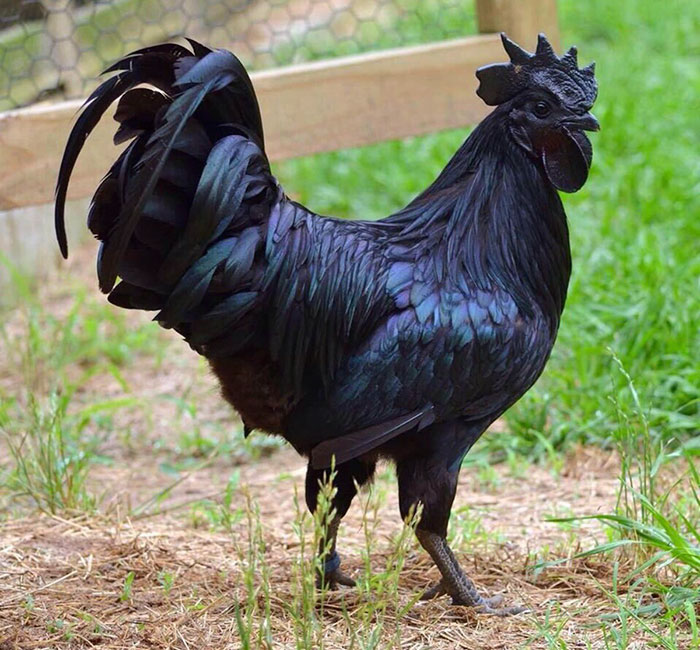 Goth Chicken