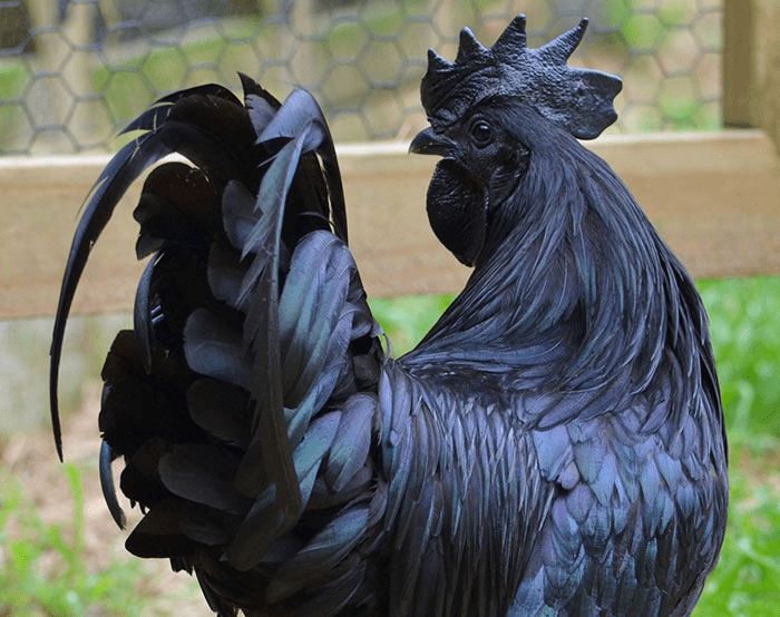 Goth Chicken