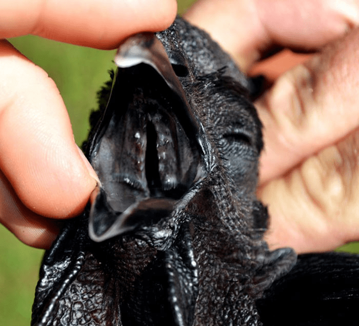 Goth Chicken