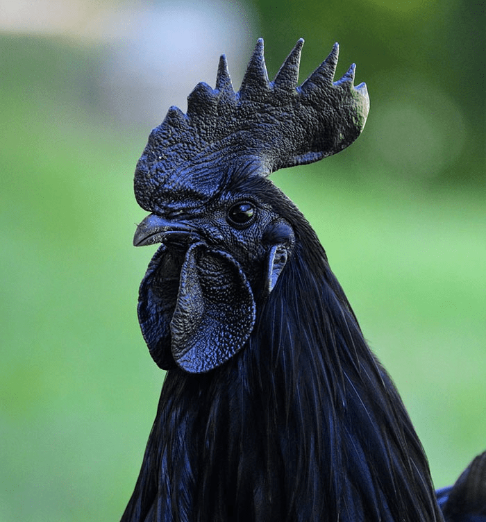 Goth Chicken