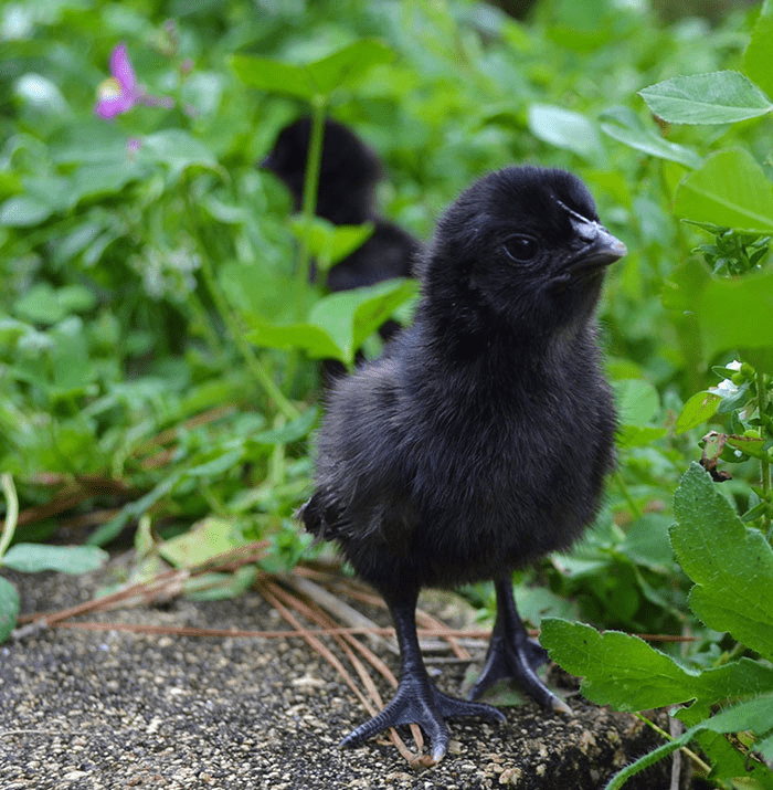 Goth Chicken