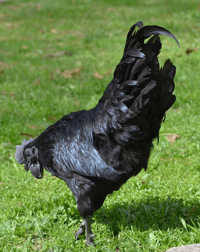 Goth Chicken