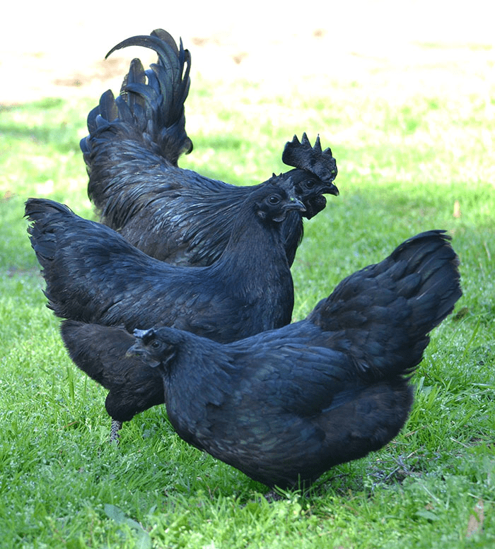 Goth Chicken