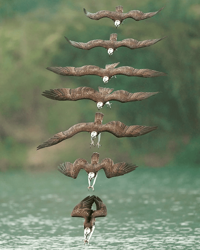 ospreys in hunting mode 