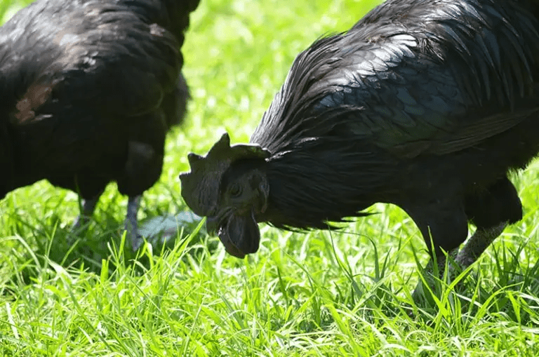 Goth Chicken