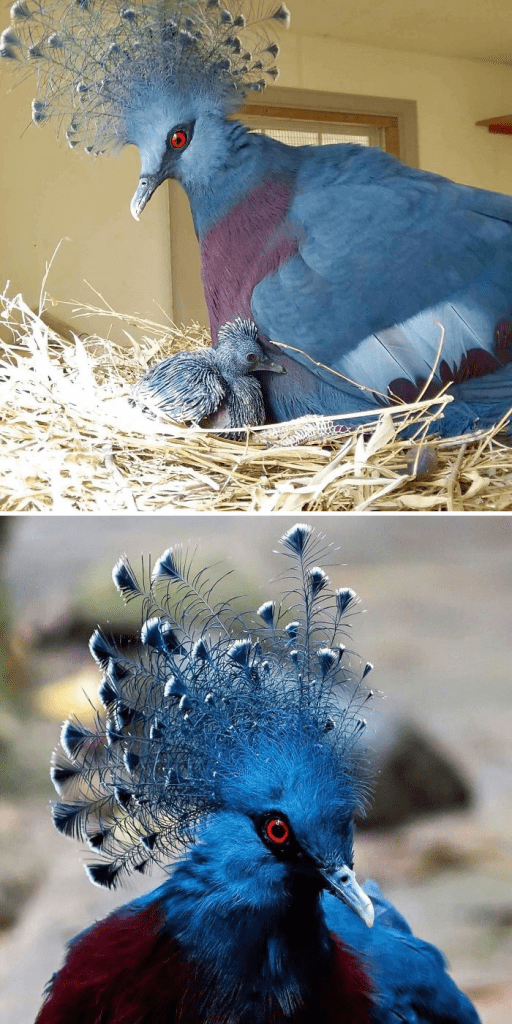 Victoria Crowned Pigeon