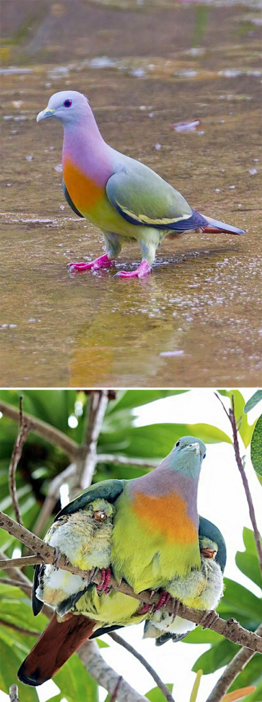 Green Pigeon with Pink Neck