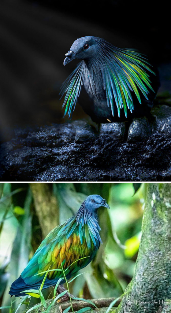 Nicobar Pigeons