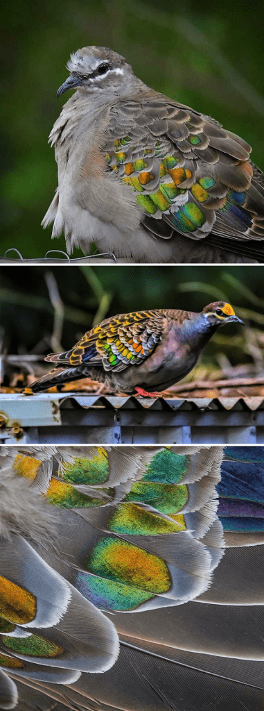 Bronzewing Pigeon