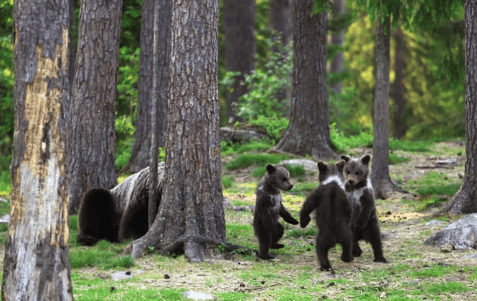 Bear Cubs