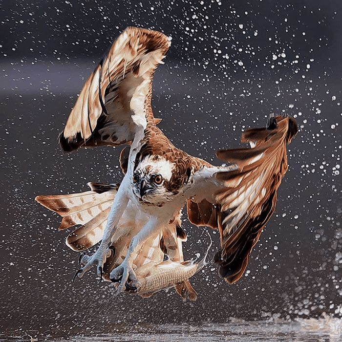 ospreys in hunting mode 