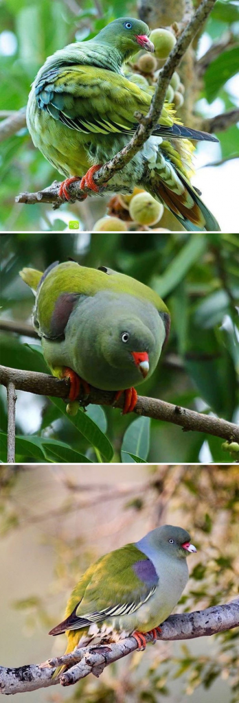 African Green-Pigeon