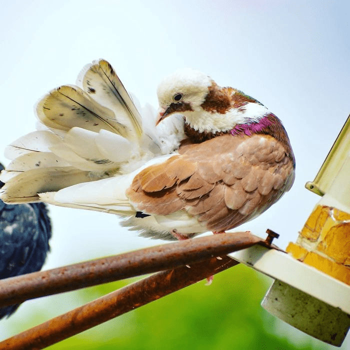 Red-and-white Roller Pigeon