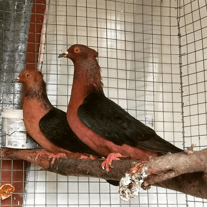 Archangel Pigeons