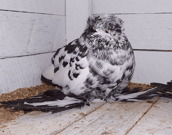 English Trumpeter Pigeon