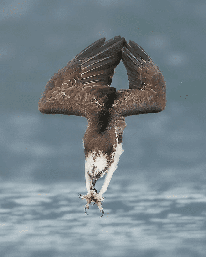 ospreys in hunting mode 