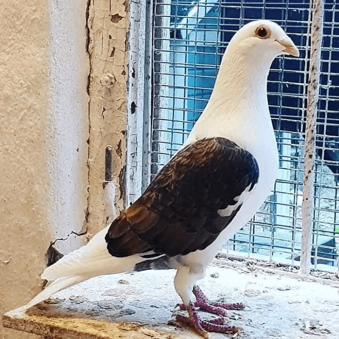Kabutar Pigeon