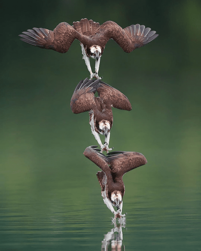 ospreys in hunting mode 