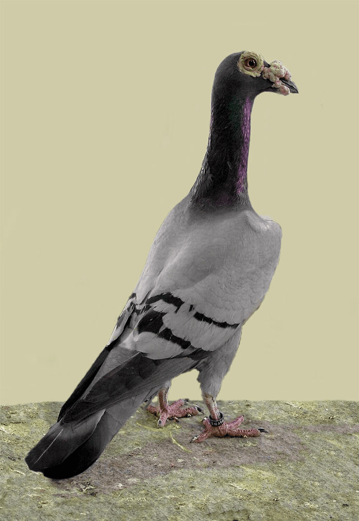 English Carrier Pigeon