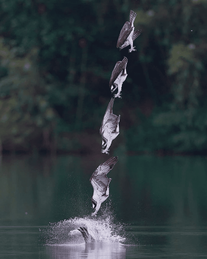 ospreys in hunting mode 