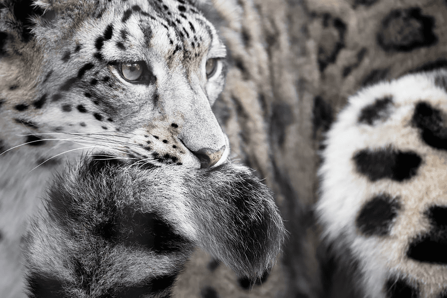 Snow Leopards 