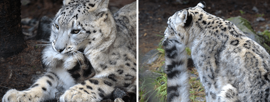 Snow Leopards 