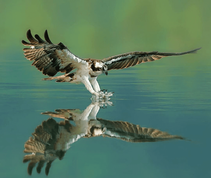 ospreys in hunting mode 