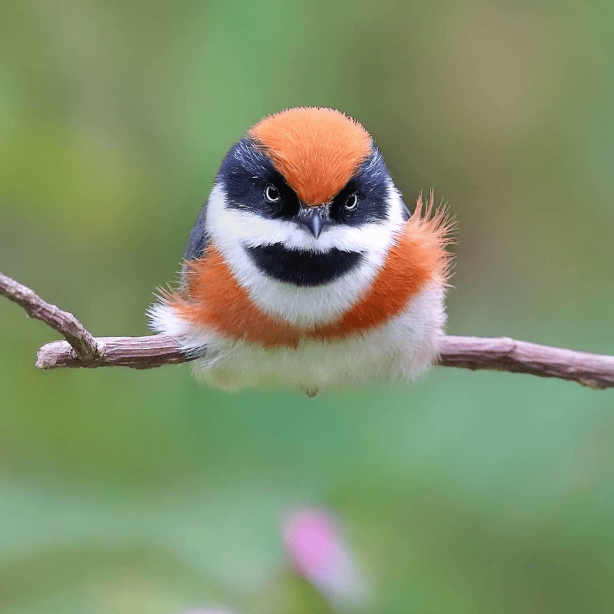 Black-Throated Bushtit